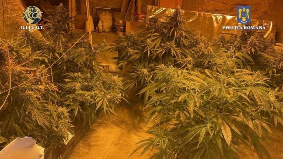 Un clujean și-a făcut o adevărată plantație de canabis la el în casă. Procurorii DIICOT l-au lăsat fără „recoltă” și l-au deferit justiției