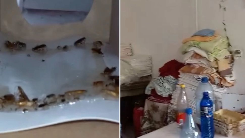 Șoareci, gândaci și mucegai, în cantina unui liceu din Timișoara - VIDEO