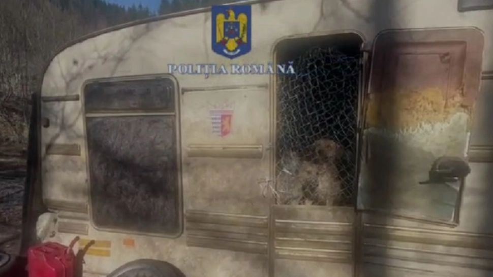 90 de câini, găsiți într-un adăpost improvizat, în județul Hunedoara. Proprietarul, amendat: bărbatul dormea alături de o parte din animale