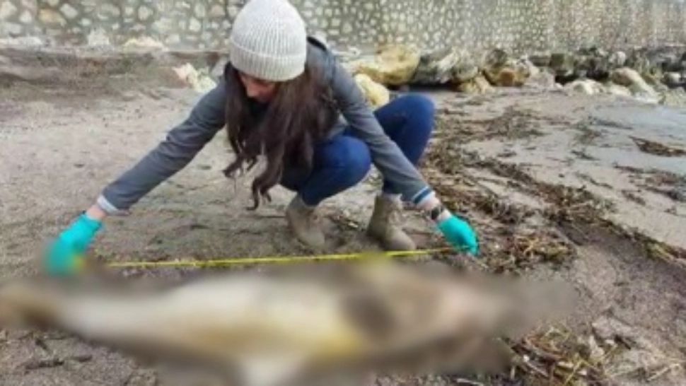 Încă un delfin mort la malul mării, înconjurat de gunoaie