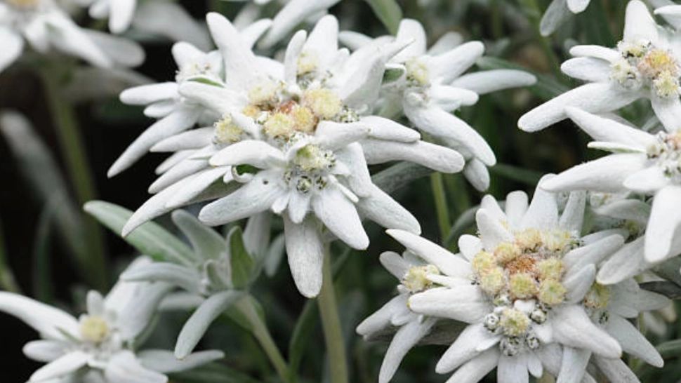 Ziua florii de colț, 5 martie. Legenda românească este asociată cu momentul naşterii Mântuitorului 