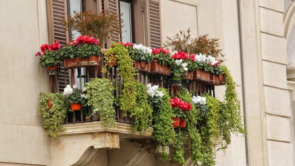 Când se scot florile afară, de fapt? Perioada ideală pentru a le muta pe balcon sau în curte