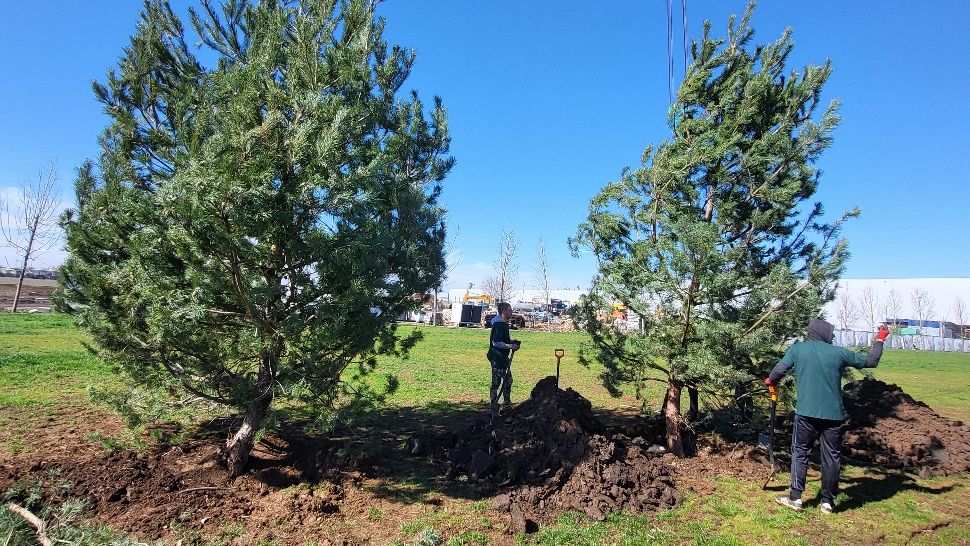 Pădure de conifere lângă parcarea Tudor Arghezi - FOTO