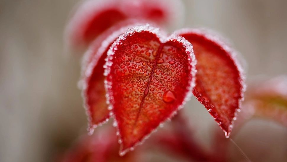  Prognoza meteo 21 martie. Ger și ninsori vicsolite, temperaturi de iarnă veritabilă 