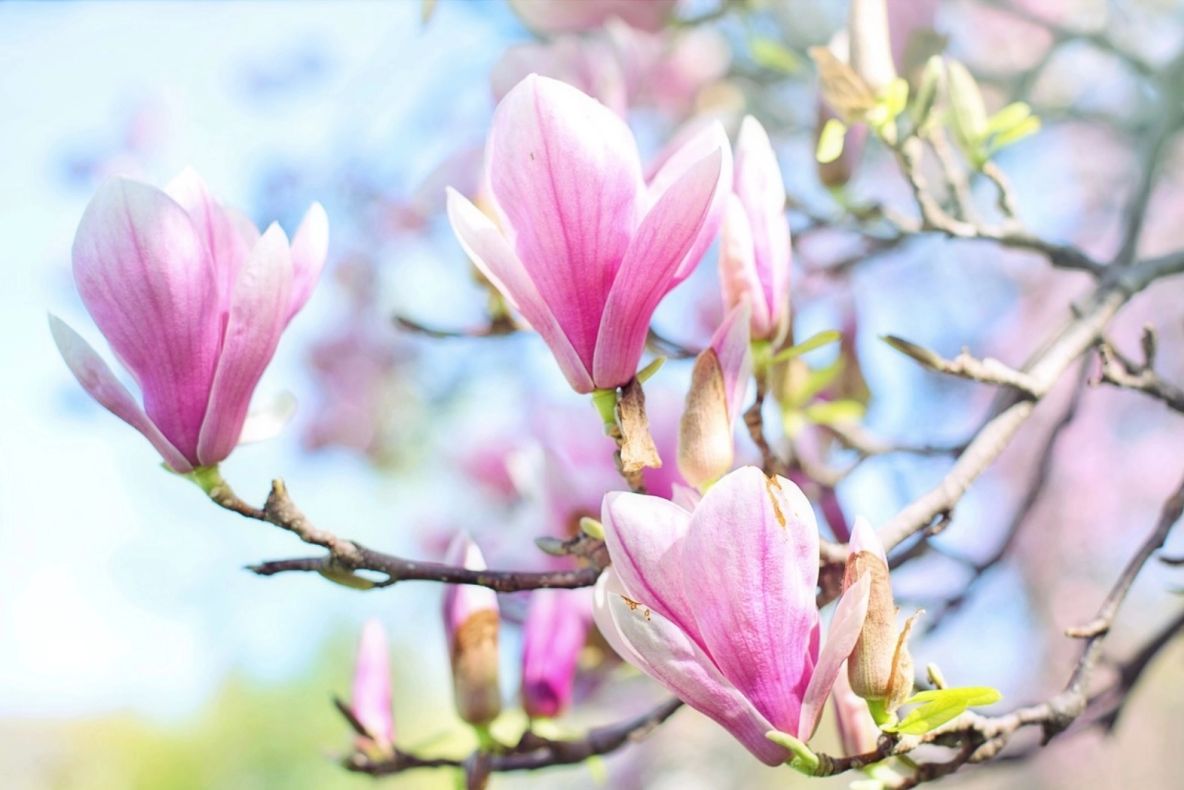 Cum se plantează corect magnolia. Trucuri pentru flori de invidiat