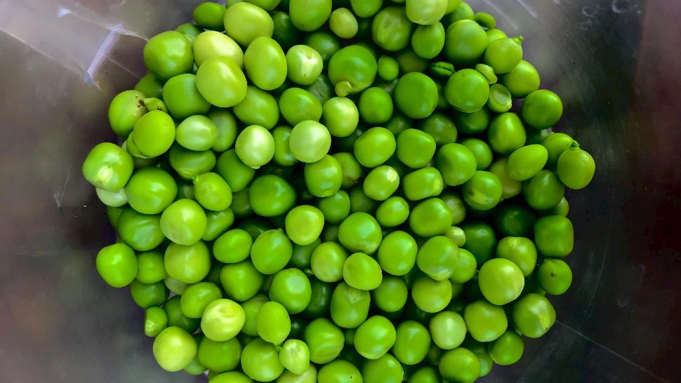 Mâncare de mazăre cu pui: o idee bună de pus în practică pentru masa de prânz. Sfaturi pentru un gust intens 