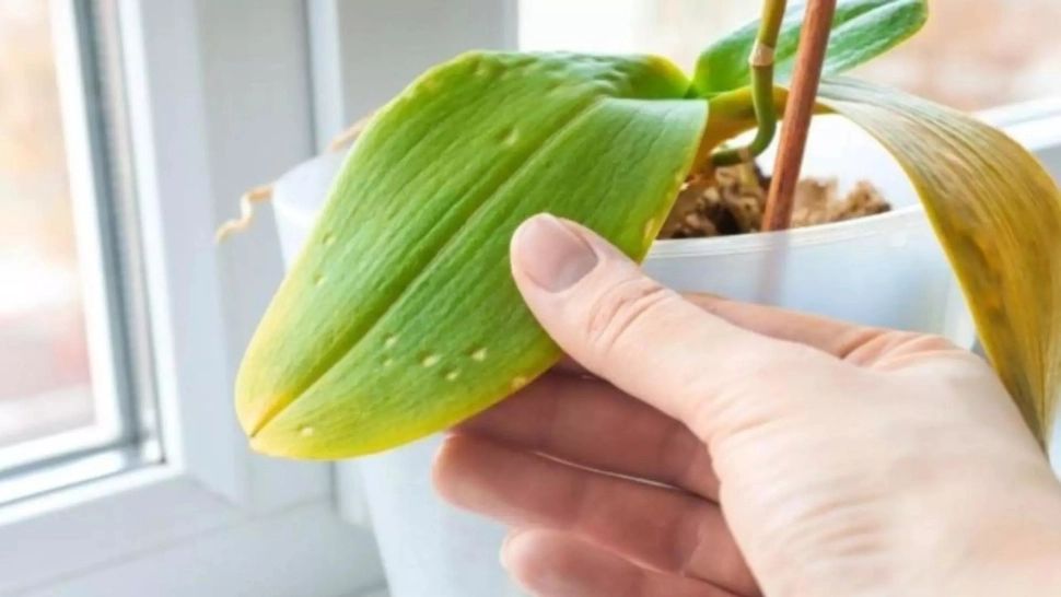 De ce se îngălbenesc și se încrețesc frunzele de la orhidee. Greșelile pe care și tu le faci