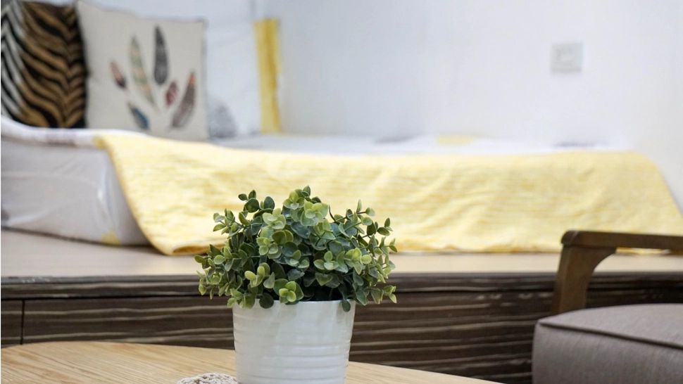 Plantele care atrag sărăcia și ghinionul în casă. Ce nu trebuie să ții în sufragerie - FOTO