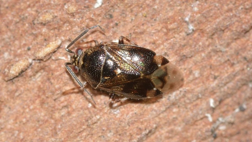 Școală din Capitală, plină de ploșnițe. Elevii, în pericol, părinții sunt revoltați