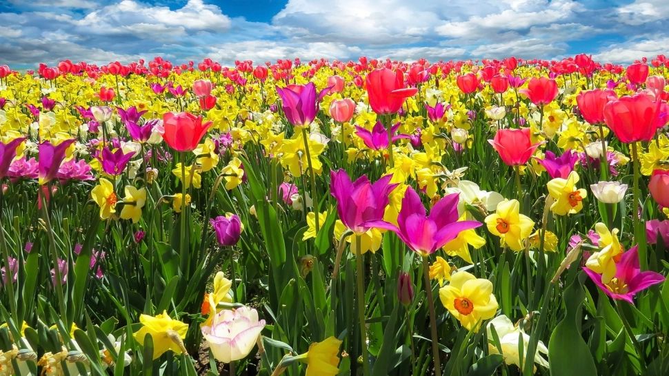 Aer polar peste România: fenomenul meteo care poate strica iremediabil culturile. Când se încălzește din nou: vin temperaturi de peste 15 grade