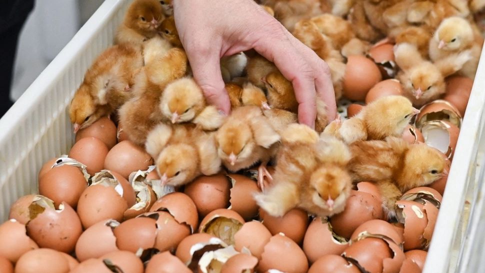 Cum respiră puii de pasăre cât timp sunt în OU? Întrebarea la care 9 din 10 oameni nu știu răspunsul