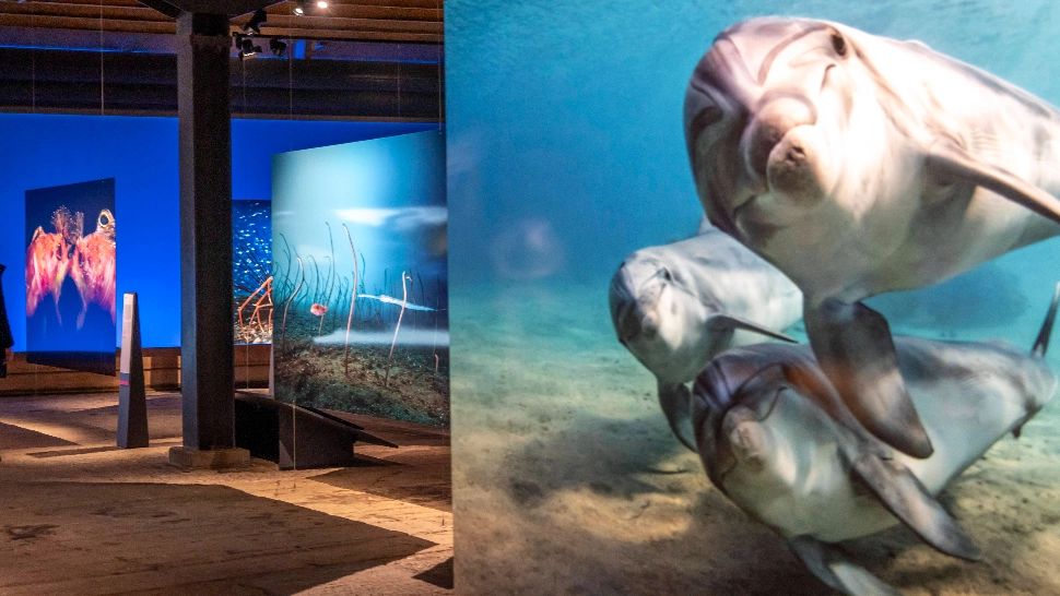 De ce nu se sufocă balenele şi delfinii când dorm, dacă au nevoie de aer pentru a supravieţui?