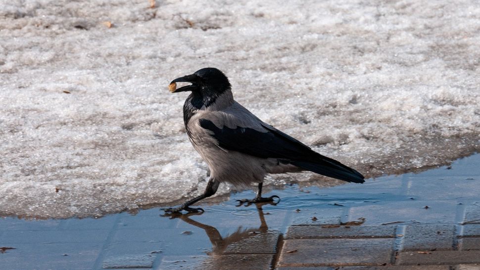 De unde vine, de fapt, expresia "a umba cu CIOARA VOPSITĂ"?