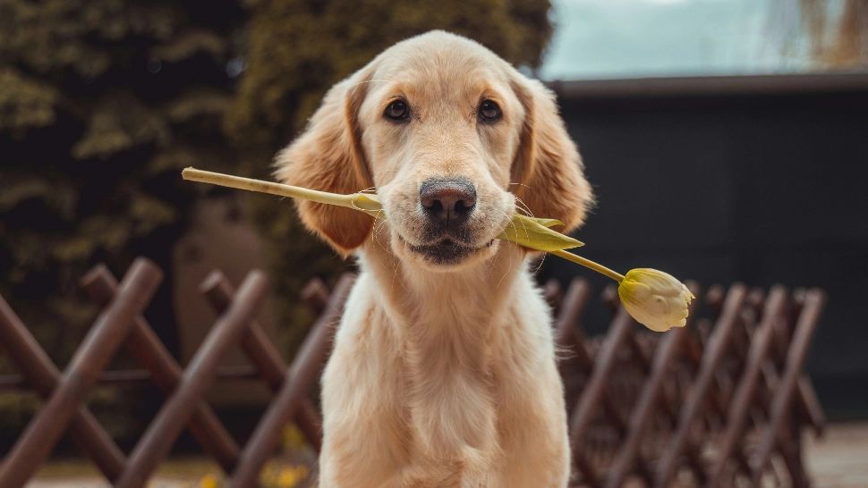 Cât de inteligenți sunt, de fapt, câinii. Pot înțelege mai mult decât niște simple comenzi, potrivit unui studiu 
