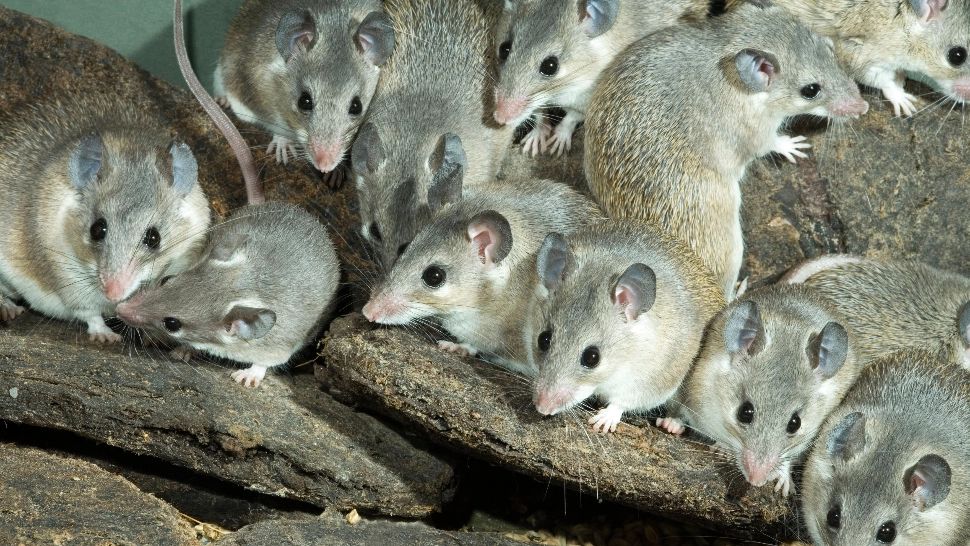 Șobolanii din New York și-au dezvoltat propriul „limbaj” pentru a cuceri metropola - STUDIU