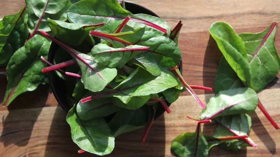 Beneficiile uimitoare ale plantei numite "mătura intestinului": iarbă de leac pentru zeci de afecțiuni