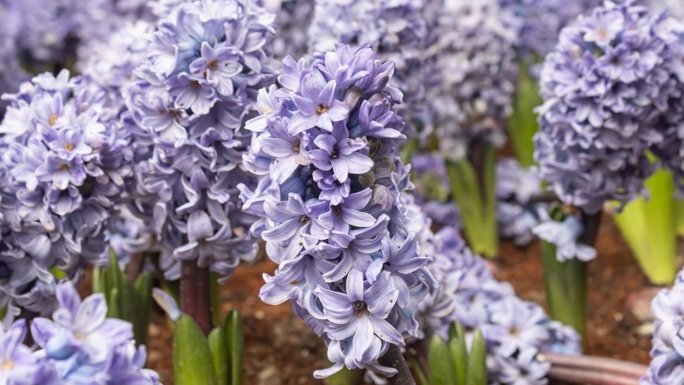 Trucuri utile pentru a te bucura de flori proaspete vreme îndelungată