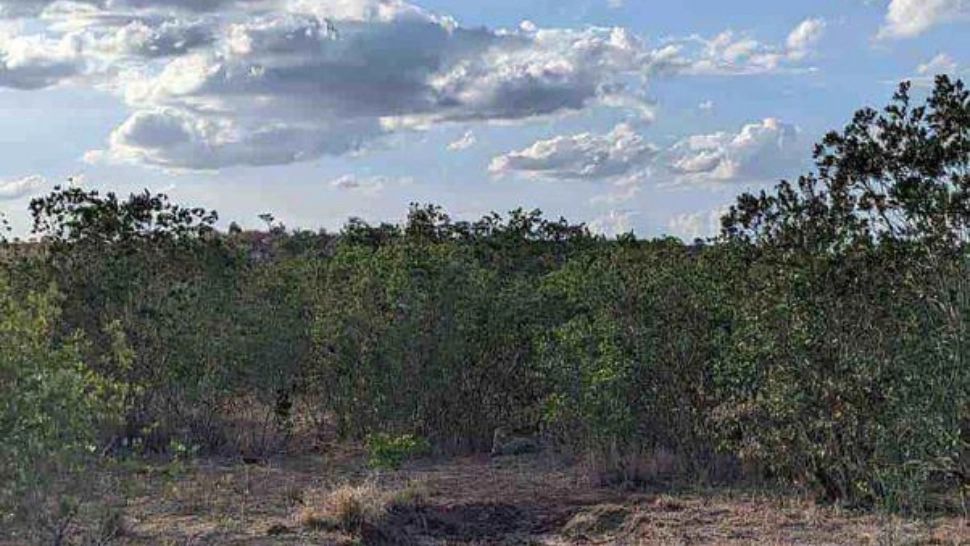 Iluzia optică de miercuri. Dacă descoperi leopardul în 5 secunde ai o minte sclipitoare