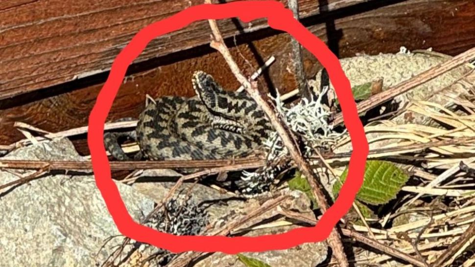 Avertisment al Salvamont privind apariția VIPERELOR în Munţii Călimani! Ce să faci dacă te mușcă un șarpe veninos: măsuri de prim-ajutor