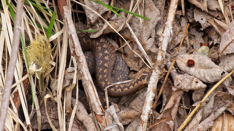 Alertă de șarpe în apropierea unei cabane din Rânca! Jandarmii montani au constatat că este o viperă: avertismentul transmis turiștilor FOTO