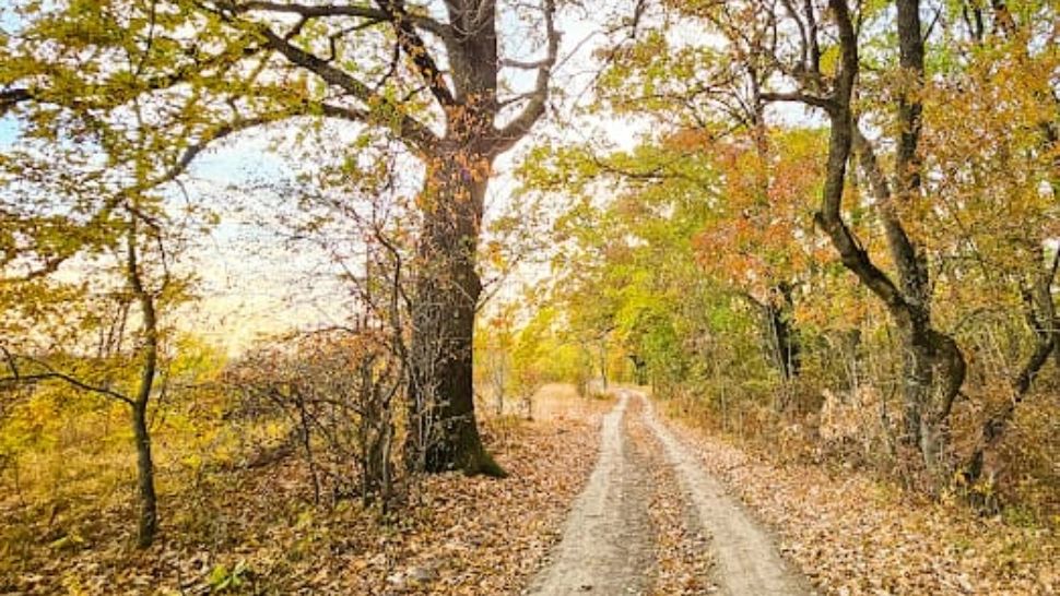 Centura Verde București-Ilfov, înscrisă ca amendamente la noul cod silvic. Ministerul Mediului susține oficial demersul, alături de parlamentari din tot spectrul politic