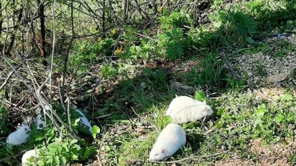 Animale misterioase văzute într-un oraș din România. Viețuitoarele umblă libere pe străzi