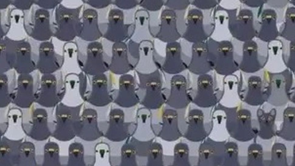 Test IQ pentru minți luminate. În cât timp poți găsi pisica ascunsă printre porumbei