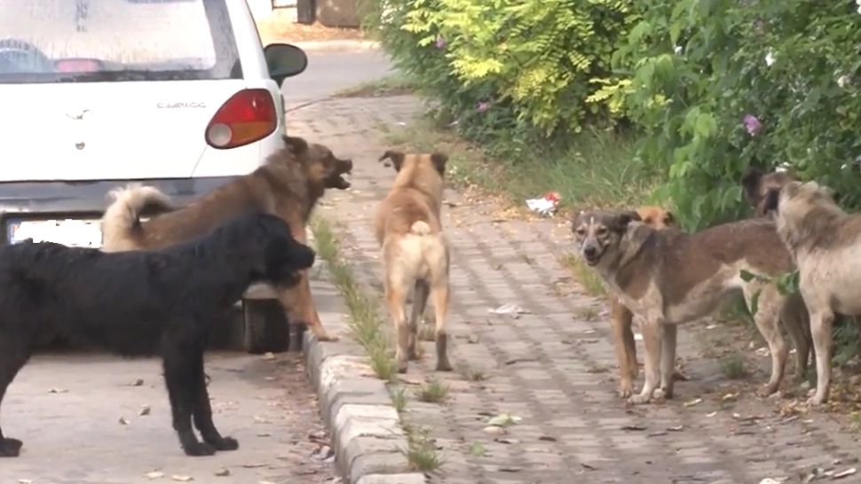 O mamă și fiica sa de 12 ani, atacate de 5 câini agresivi, la Galați