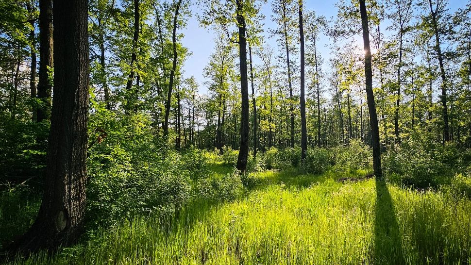 Vot istoric pentru Centura Verde București-Ilfov: acces liber în pădure pentru recreere și protejarea arborilor remarcabili