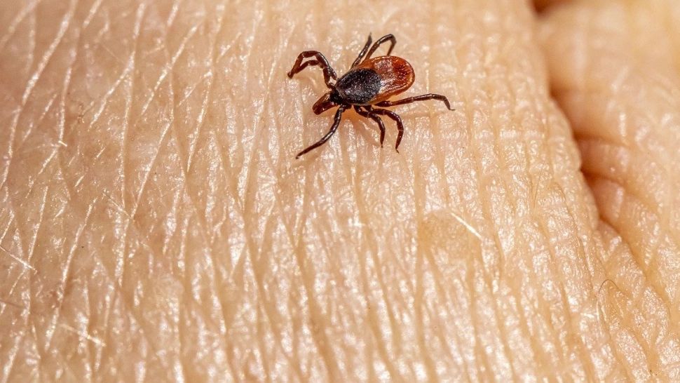 Ce trebuie să faci dacă ai fost mușcat de o căpușă. Sfaturi utile din partea specialiștilor