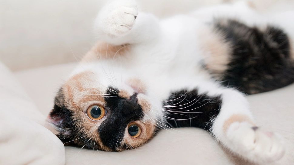 Poveste incredibilă: O pisică a fost trimisă colet din greșeală. Felina a călătorit 1.600 km distanță de casă