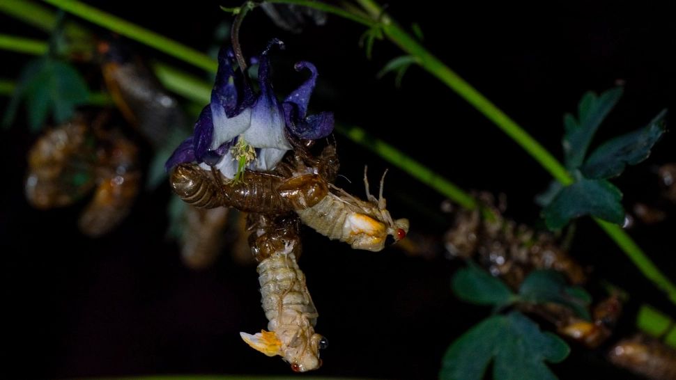 Fenomen bizar care nu a mai avut loc de peste 200 de ani. Oamenii sunt terorizați. Ultima invazie a avut loc în 1803