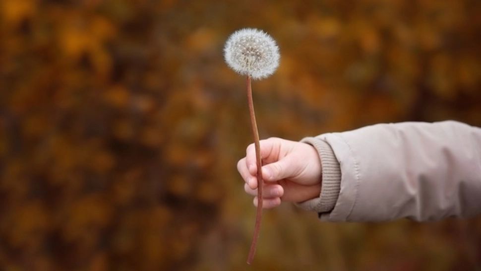 Copil român, vândut de părinți pe 8.000 de lei unui cetățean german. Caz revoltător, în Gorj! Acuzații grave: mai multe instituții ar fi implicate 