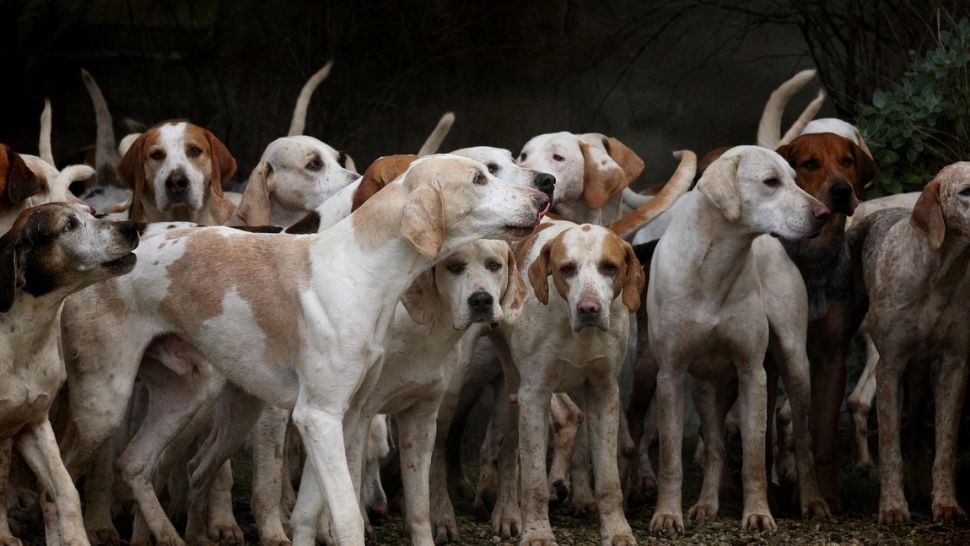 Ce comportament au avut animalele pe 8 aprilie 2024 în timpul eclipsei solare. Evenimentul a captat atenția tuturor