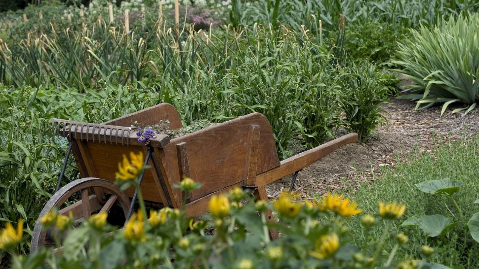 Ce legume se plantează în luna mai în grădină. Trucuri dezvăluite de grădinari pentru o recoltă bogată