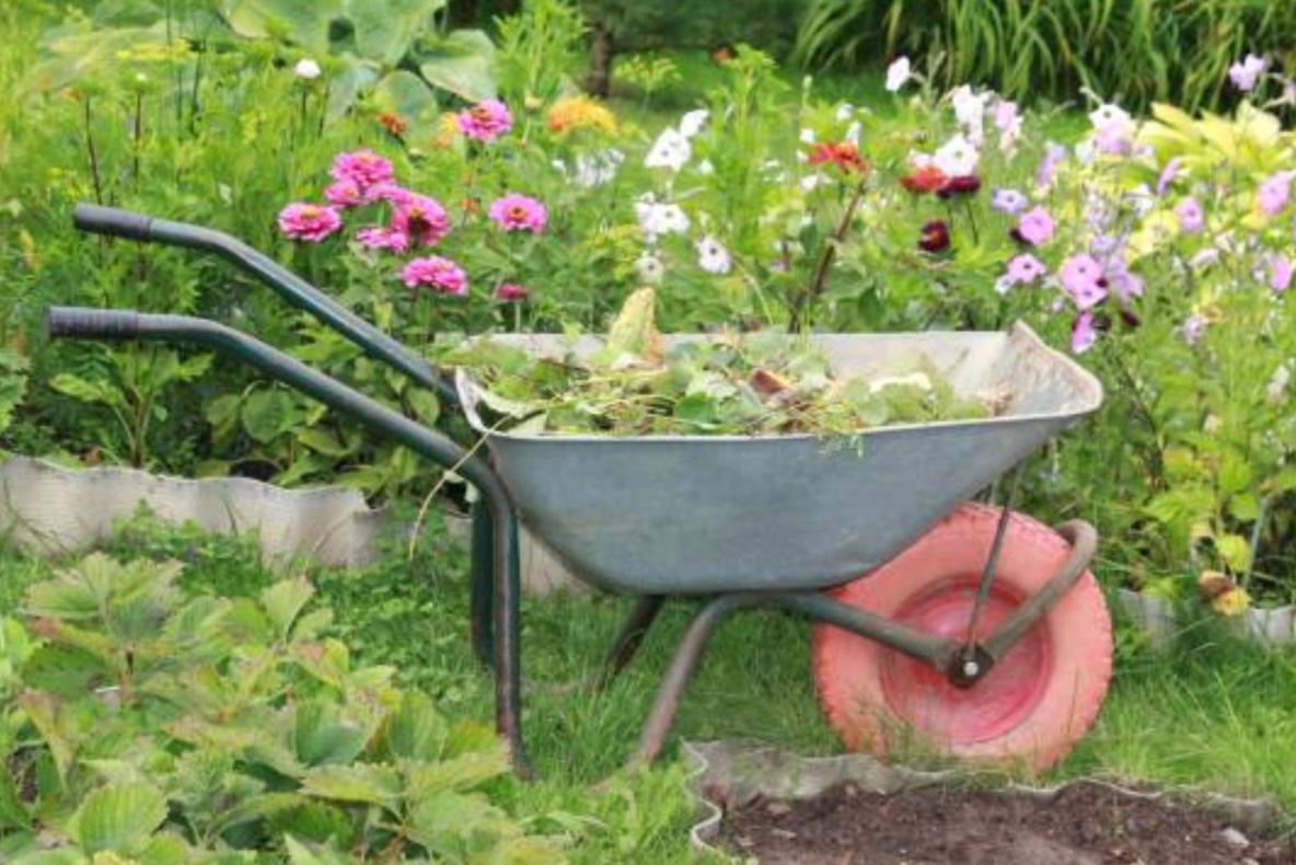 Care sunt plantele care trebuie tăiate în luna februarie, pentru a avea roade bogate în vara ce urmează. Sfaturi utile 