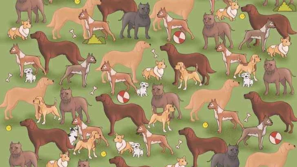 TEST IQ pentru minți luminate! Ai 7 secunde la dispoziție să găsești pisica