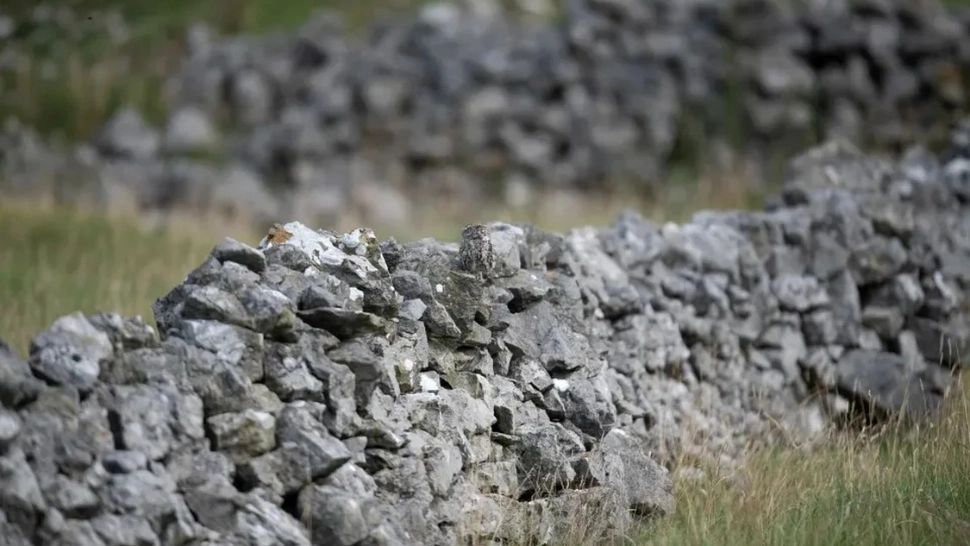 Ești un geniu dacă găsești pasărea ascunsă în imagine în doar 7 secunde. Puțini oameni au reușit