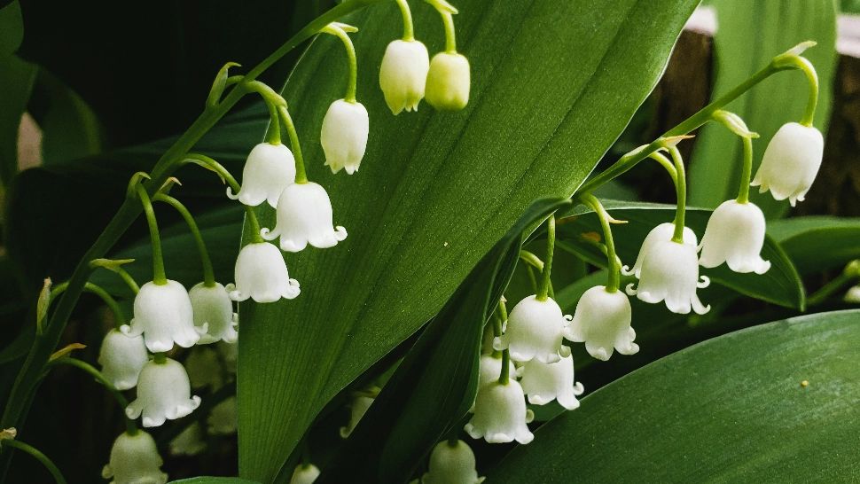 Planta care promite că binele învinge și că dragostea pură va triumfa întotdeauna. Fă tot posibilul să o sădești în grădina ta și viața ți se va schimba