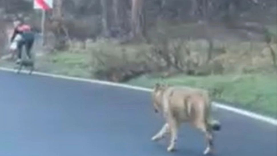 Lupul filmat în timp ce urmărea un biciclist, în Poiana Brașov, poate fi împușcat: decizie controversată a autorităților