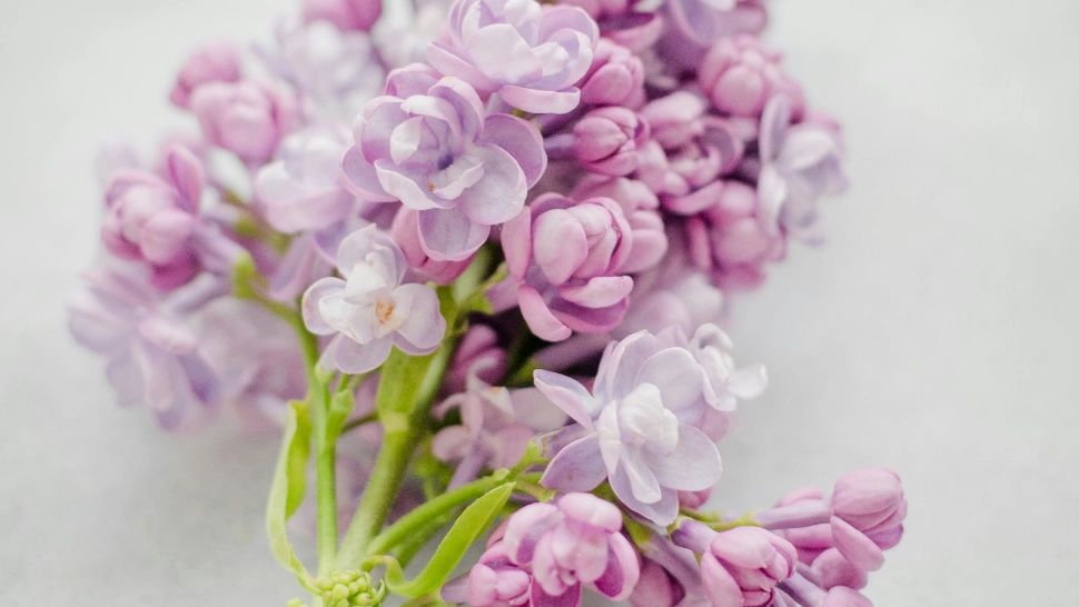 Beneficiile uimitoare ale ceaiului din flori de liliac. Numeroase afecțiuni pot fi tratate cu el