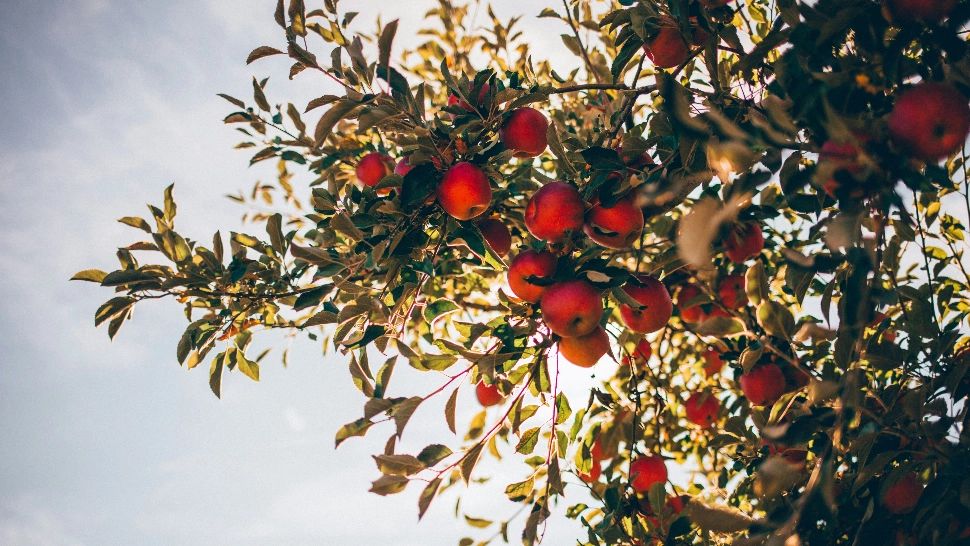 Cu ce se stropesc pomii fructiferi în prima jumătate a lunii aprilie, pentru o recoltă bogată. Ține dăunătorii la distanță