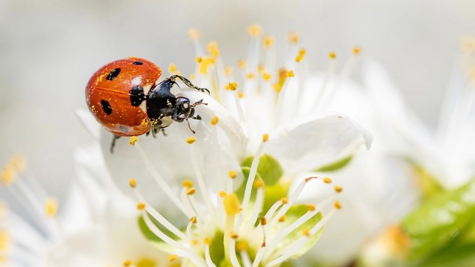 Cum va fi vremea în minivacanța de 1 Mai și de Paște: prognoza meteo pe două săptămâni