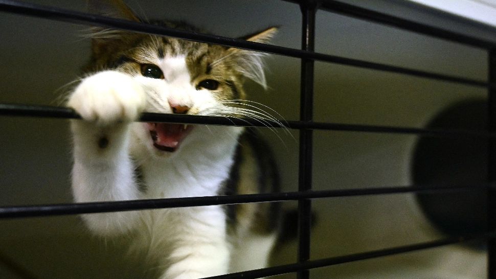 Cum își dezveți pisica să muște. Câteva sfaturi simple date de specialiști