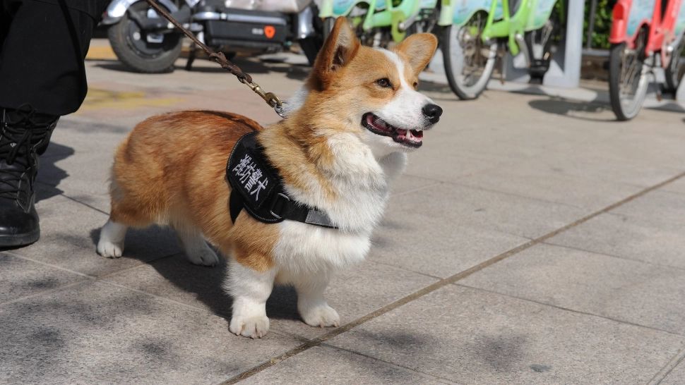 Fu Zai, primul câine polițist Corgi din China. Pufosul cu picioare scurte a furat inima internauților: imagini virale FOTO&VIDEO