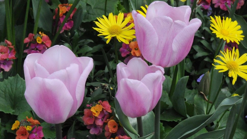 Vremea în minivacanța de 1 Mai și de Paște: noi date de la ANM. Planurile românilor ar putea fi afectate: la ce să ne așteptăm