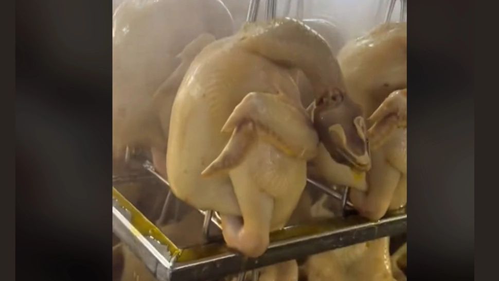 Cum sunt vopsiți puii în fabrică. VIDEO cu procesul prin care suntem păcăliți să cumpărăm „bio”