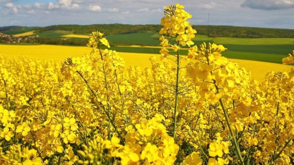 Amenzi uriașe pentru șoferii care fac poze în lanul de rapiță. Anunțul Poliției Rutiere