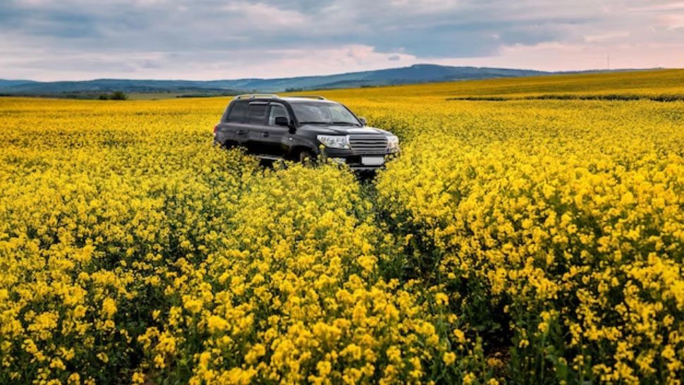 Cum pot pozele în rapiță să se lase cu amenzi pentru șoferi. Prevederile Codului Rutier care i-ar putea băga în bucluc