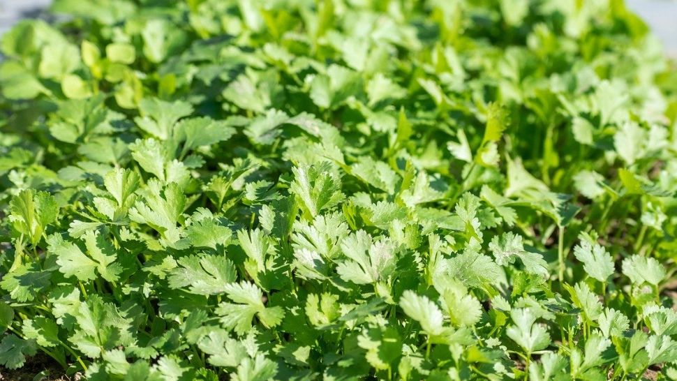 Trucuri de grădinărit: ce se pune la rădăcina pătrunjelului pentru a fi bogat și înmiresmat